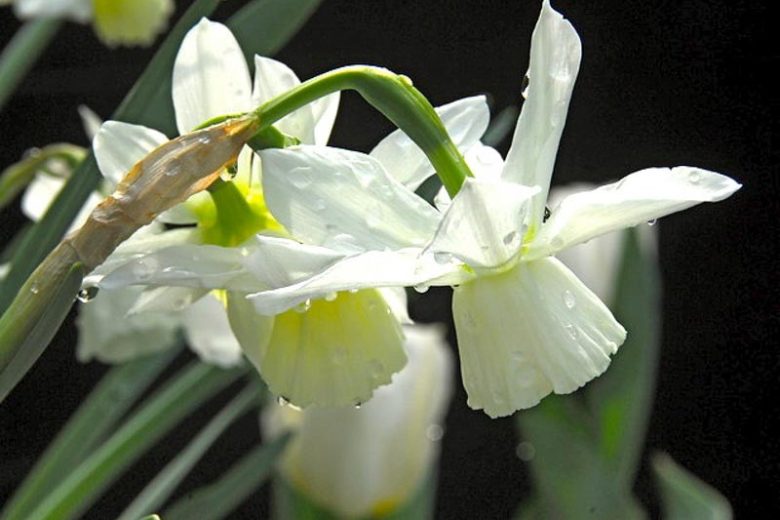 Narcissus Thalia, Daffodil 'Thalia', Triandrus Daffodil 'Thalia', Triandrus Daffodils, Angel's Tears, Spring Bulbs, Spring Flowers, mid spring daffodil, Triandrus Narcissus, white daffodil