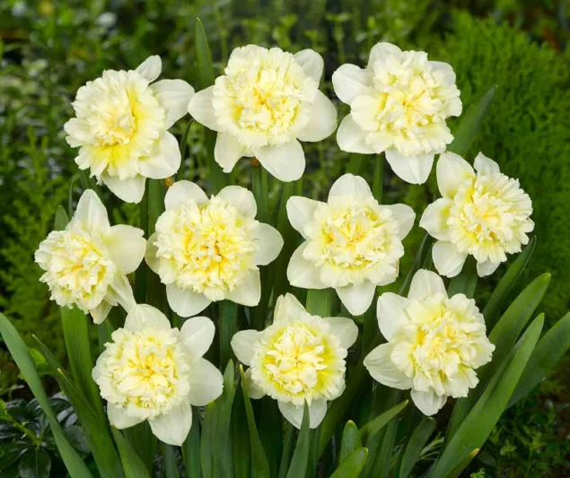 Narcissus Ice King, Daffodil Ice King, Narcisse Ice King, , Double Daffodil 'Ice King', Double Narcissus 'Ice King', Spring Bulbs, Spring Flowers, fragrant daffodil