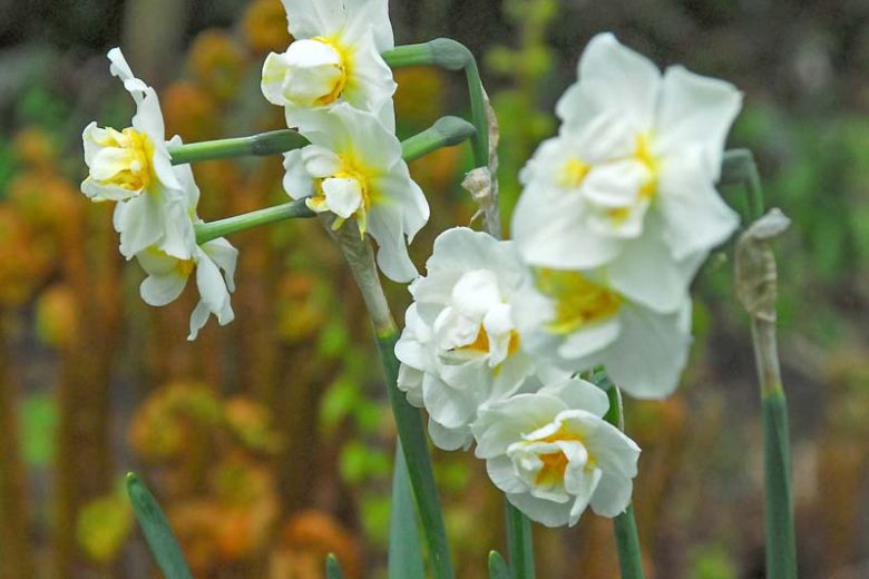 Narcissus Cheerfulness, Daffodil 'Cheerfulness', Double Daffodil 'Cheerfulness', Double Narcissus 'Cheerfulness', Spring Bulbs, Spring Flowers, Double narcissus, Double daffodils, spring flowering bulbs, daffodils, double narcissi, fragrant narcissi
