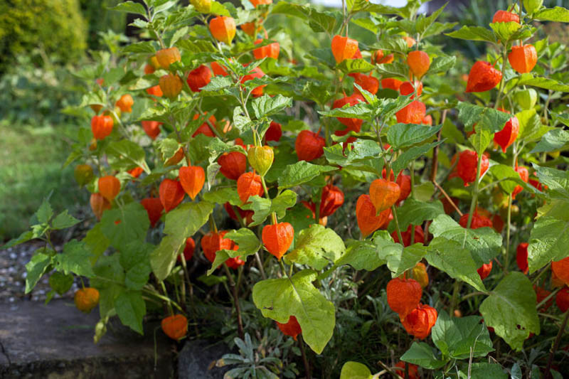 Physalis alkekengi var. franchetii, Chinese Lantern, Strawberry Ground Cherry, Cape Gooseberry, Winter Cherry, Physalis franchetii, Orange Fruit, Fall Fruit