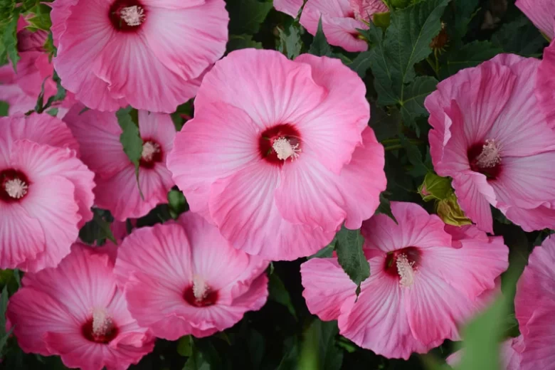 Hibiscus 'Airbrush Effect', Rose Mallow 'Airbrush Effect', Shrub Althea 'Airbrush Effect, Flowering Shrub, Pink flowers, Pink Hibiscus