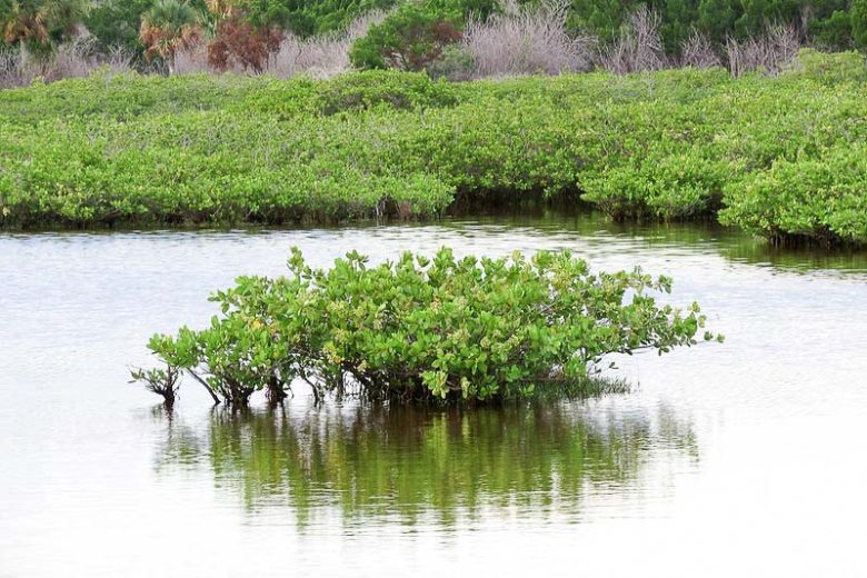 Laguncularia racemosa, White Mangrove, Conocarpus racemosa, Florida Native Shrub, Florida Native Tree, Evergreen Shrub, Evergreen Tree