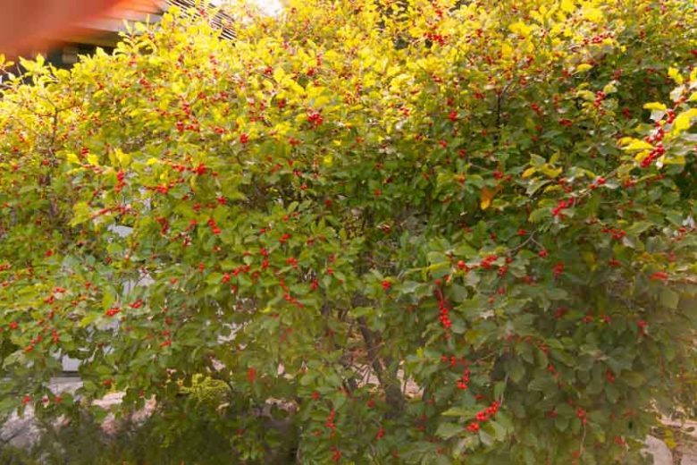 Ilex Verticillata 'Wildfire', Winterberry 'Wildfire', red berries, evergreen shrub, American winterberry, Aquifoliaceae, Berry, holly, Ilex, winter shrub