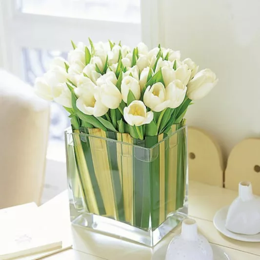 Tulipa 'Maureen', Tulip 'Maureen', Single Late Tulip 'Maureen', Single Late Tulips, Spring Bulbs, Spring Flowers, White tulips, Tulipes Simples Tardives