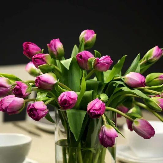 Tulipa 'Abigail',Tulip 'Abigail', Double Late Tulip 'Abigail', Double Late Tulips, Spring Bulbs, Spring Flowers, Tulipe Abigail, Purple Tulips, Late spring tulips, Tulipes Doubles Tardives