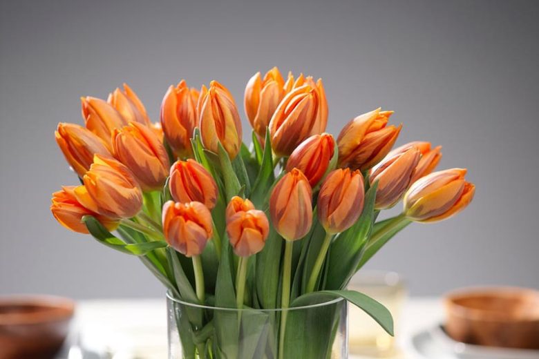 Tulipa 'Prinses Irene',Tulip 'Prinses Irene', Triumph Tulip 'Prinses Irene', Triumph Tulips, Spring Bulbs, Spring Flowers, Tulipe Prinses Irene, Orange Tulip