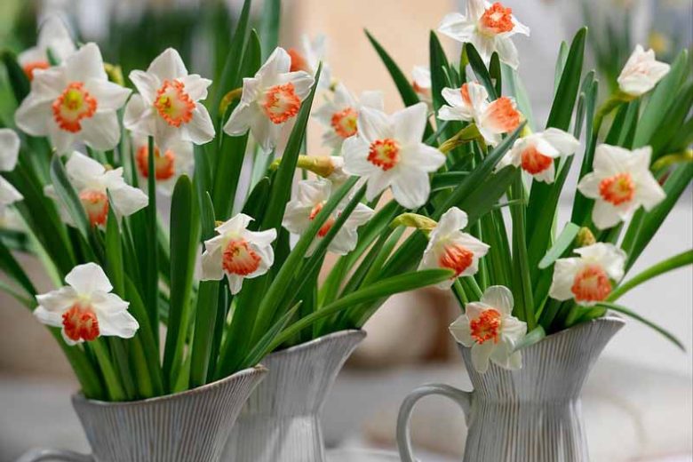 Narcissus Accent,Daffodil 'Accent', Large-Cupped Daffodil 'Accent', Large-Cupped Daffodils, Spring Bulbs, Spring Flowers, Narcisse Accent, Large-cupped Daffodil, Narcisse grande couronne, early spring daffodil, mid spring daffodil