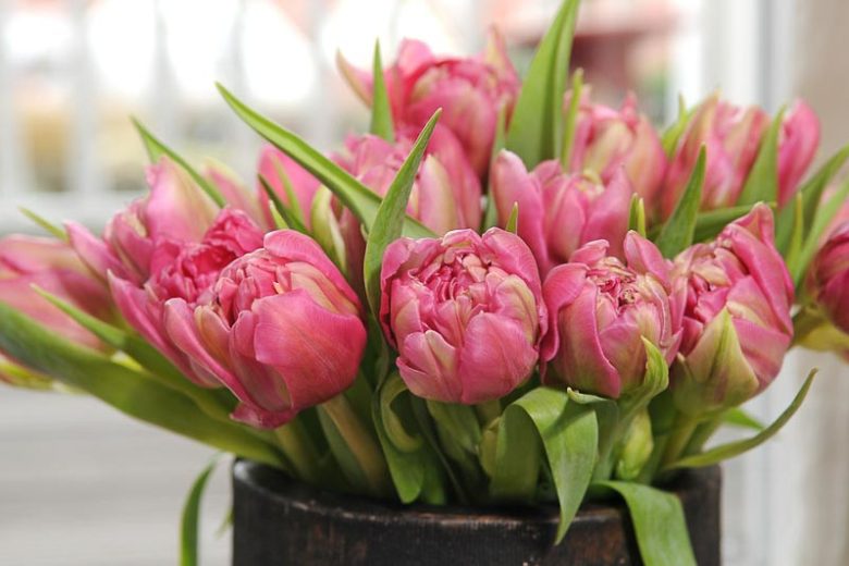 Tulipa 'Double Price',Tulip 'Double Price', Double Early Tulip 'Double Price', Double Early Tulips, Spring Bulbs, Spring Flowers, Purple Tulip