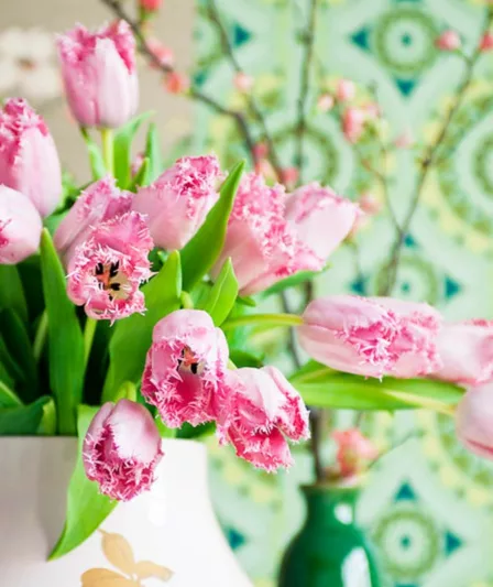 Tulipa 'Santander', Tulip 'Santander', Fringed Tulip 'Santander', Fringed Tulips, Spring Bulbs, Spring Flowers, pink Tulips, Tulipes Dentelle