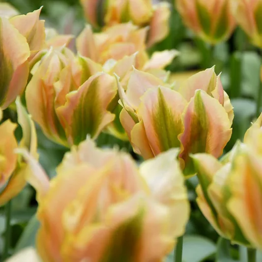 Tulipa 'Golden Artist',Tulip 'Golden Artist', Viridiflora Tulip 'Golden Artist', Viridiflora Tulips, Spring Bulbs, Spring Flowers,Tulipes Viridiflora, Yellow Tulips