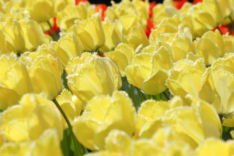 Tulipa 'Fringed Elegance', Tulip 'Fringed Elegance', Fringed Tulip 'Fringed Elegance', Fringed Tulips, Spring Bulbs, Spring Flowers, Yellow Tulips, Tulipes Dentelle, mid spring yellow tulip