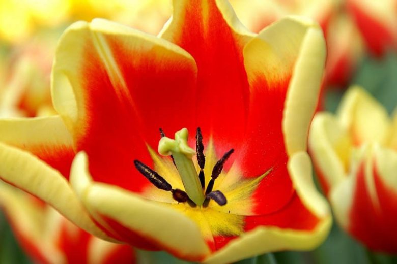 Tulipa 'Jan Seignette',Tulip 'Jan Seignette', Triumph Tulip 'Jan Seignette', Triumph Tulips, Spring Bulbs, Spring Flowers, Red Tulip, Bicolor Tulip, Yellow Tulip