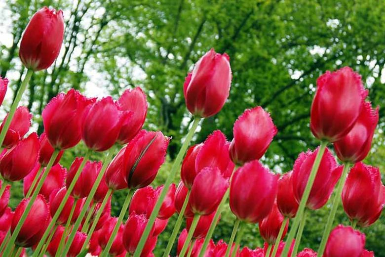 Tulipa Burgundy Lace, Tulip 'Burgundy Lace', Fringed Tulip 'Burgundy Lace', Fringed Tulips, Spring Bulbs, Spring Flowers, Tulipe Burgundy Lace, Pink Tulips, Tulipes Dentelle
