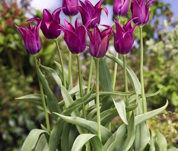 Tulipa 'Burgundy', Tulip 'Burgundy', Lily-Flowered Tulip 'Burgundy', Lily-Flowering Tulip 'Burgundy', Lily-Flowered Tulips, Spring Bulbs, Spring Flowers, Tulipe Burgundy,Lily Flowered Tulip, Purple tulip, late season tulip