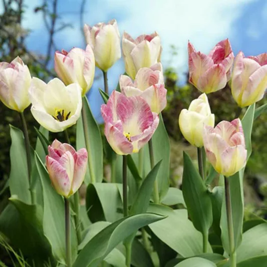 Tulipa Flaming Purissima,Tulip 'Flaming Purissima', Fosteriana Tulip 'Flaming Purissima', Fosteriana Tulips, Spring Bulbs, Spring Flowers, Tulipe Flaming Purissima, Tulipes Fosteriana, Pink Tulip