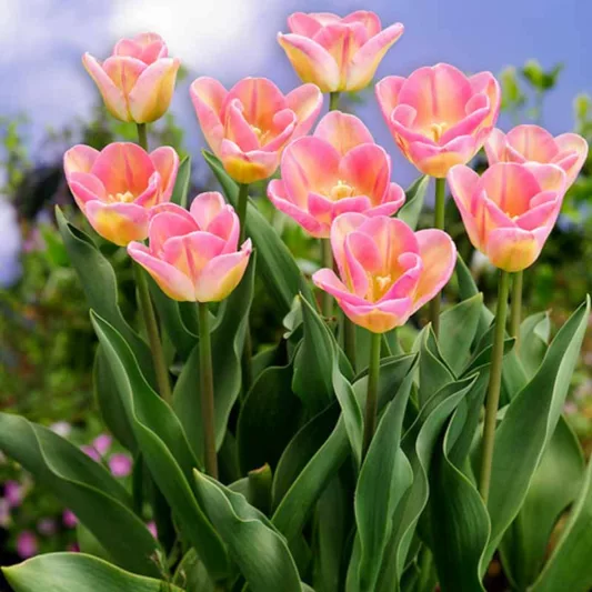 Tulipa 'Showbizz',Tulip 'Showbizz', Triumph Tulip 'Showbizz', Triumph Tulips, Spring Bulbs, Spring Flowers, Pink Tulip