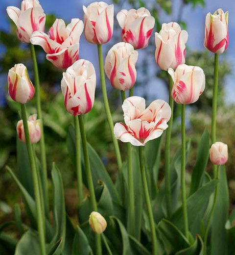 Tulipa 'Sorbet', Tulip 'Sorbet', Single Late Tulip 'Sorbet', Single Late Tulips, Spring Bulbs, Spring Flowers, White Tulip, Bicolor Tulip, Single Late Tulip