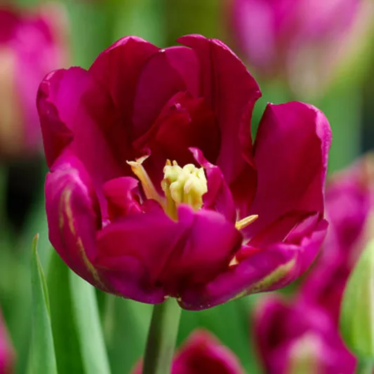 Tulip Royal Acres, Tulipa Royal Acres, Tulipe Royal Acres, Purple Tulips, Double Early tulips, Tulipes Double Hatives, Spring Bulbs, Spring Flowers