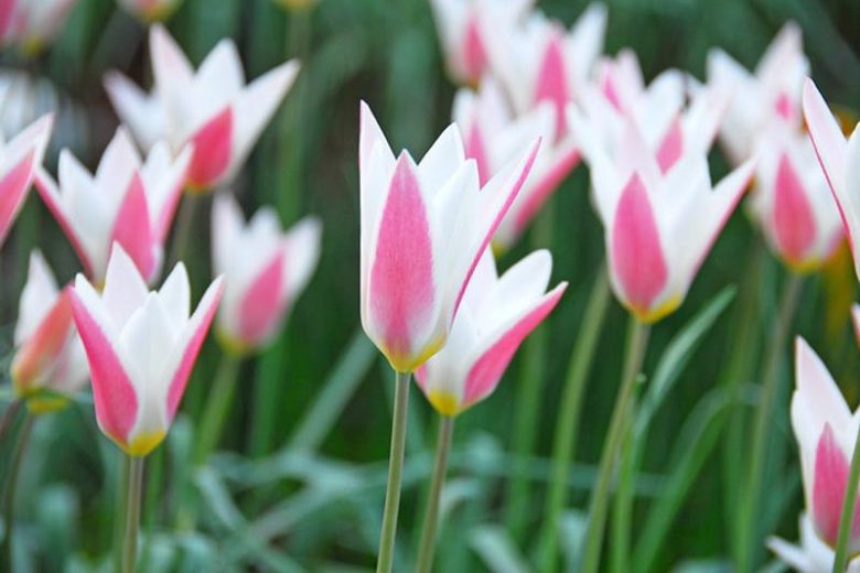 Tulipa Clusiana 'Lady Jane', Tulip 'Lady Jane', Lady Tulip 'Lady Jane', MIscellaneous Tulip 'Lady Jane', Botanical Tulips, Tulip Species, Rock Garden Tulips, Wild Tulips, Candle Stick Tulips, Mid spring tulip, bicolored tulip