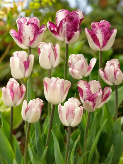 Tulipa 'Shiun',Tulip 'Shiun', Triumph Tulip 'Shiun', Triumph Tulips, Spring Bulbs, Spring Flowers, Purple Tulip, Bicolor Tulip, White Tulip