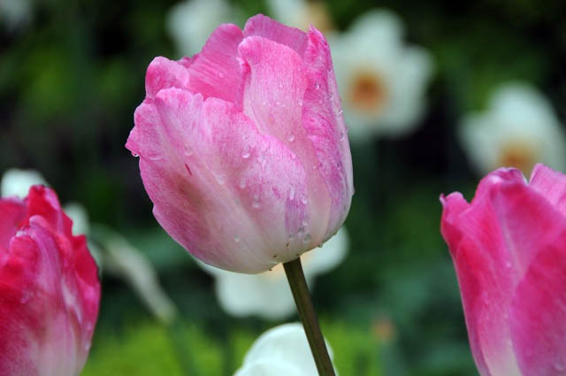 Tulipa 'Gander's Rhapsody',Tulip 'Gander's Rhapsody', Triumph Tulip 'Gander's Rhapsody', Triumph Tulips, Spring Bulbs, Spring Flowers, Pink Tulip, Bicolor Tulip