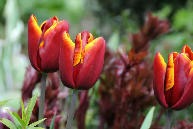 Tulip 'Abu Hassan', Triumph Tulip 'Abu Hassan', Triumph Tulips, Spring Bulbs, Spring Flowers,Tulipa 'Abu Hassan', Red Tulips, Bicolor Tulip, Tulipes Triomphe, Mid spring tulips