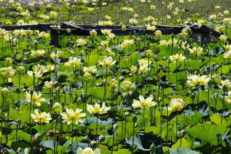 Nelumbo lutea, American Lotus, Yellow Water Lotus, Yellow Lotus, Nelumbium luteum, Nelumbo pentapetala
