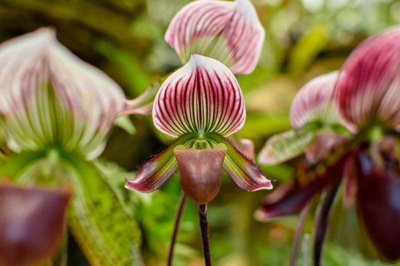 Paphiopedilum, Slipper Orchids, Venus Slipper Orchid, Lady Slipper Orchid, Easy to grow Orchids