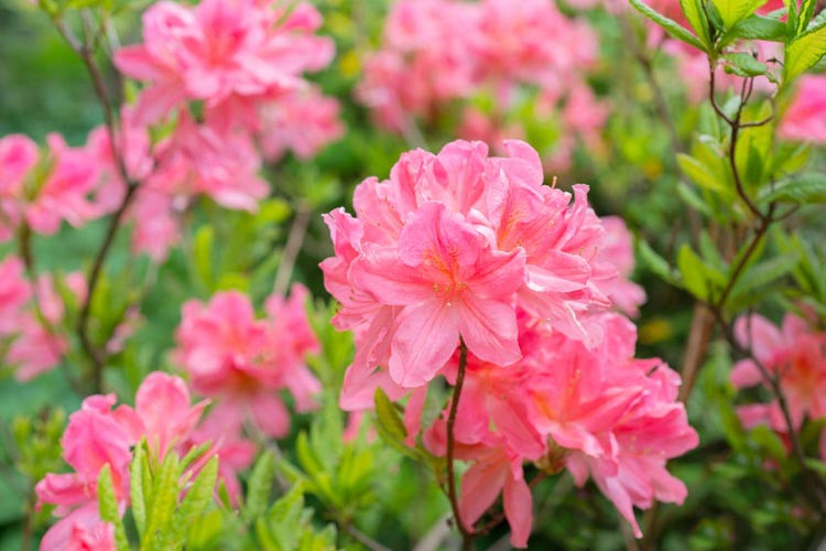 Azalea, Rhododendron, Evergreen azaleas, evergreen rhododendrons, fragrant azalea, fragrant rhododendron, flowering shrubs