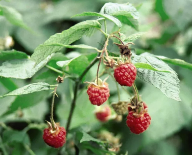 Rubus idaeus 'Killarney', Raspberry 'Killarney', Red Raspberry 'Killarney', Raspberries, Red Berries, Fruiting Shrub
