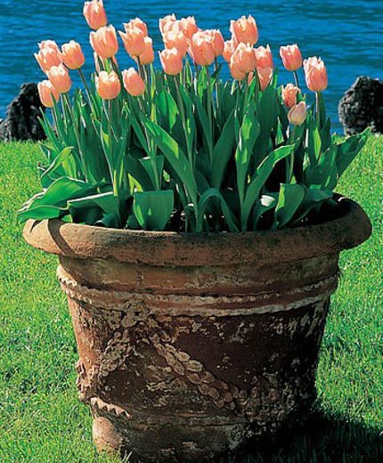 Tulipa Pink Diamond,Tulip 'Pink Diamond', Single Late Tulip 'Pink Diamond', Single Late Tulips, Spring Bulbs, Spring Flowers, Tulipe Pink Diamond, Pink Tulip, Single Late Tulip, Spring Bloom