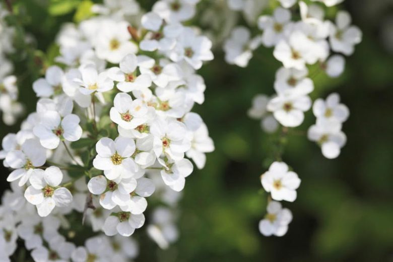 Spiraea thunbergii, Thunberg Spirea, Breath of Spring Spirea, White Flowers, Flowering shrub, Baby’s Breath Spirea