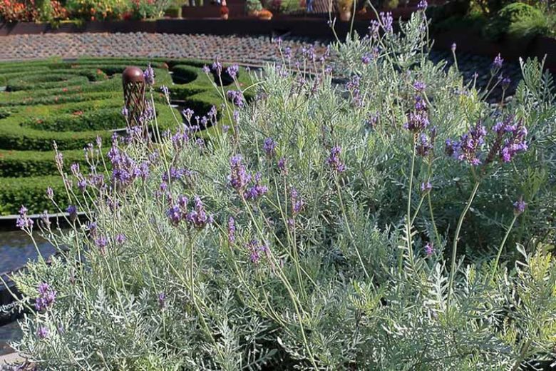 Lavender pinnata, Fern Leaf Lavender, Jagged Lavender, , Purple flowers, Drought tolerant plants, Deer resistant plants, fragrant flowers