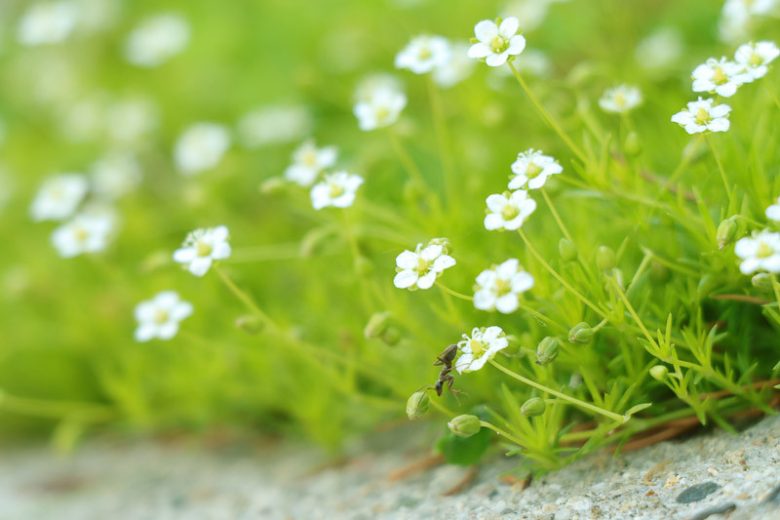 Sagina subulata, Irish Moss, Scotch Moss, Heath Pearlwort, Lawn Pearlwort, Lawn Spurrey, white flowers, ground covers, grouncover, perennial ground cover