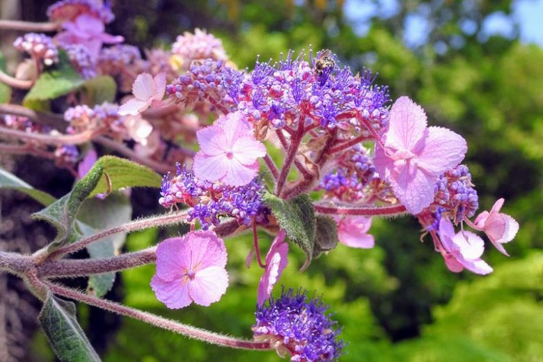 Hydrangea villosa, Rough Leaf Hydrangea, Hydrangea aspera Villosa, Blue Hydrangea, Pink Hydrangea