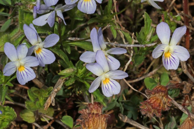 Viola bicolor,Field Pansy, Wild Pansy,  American Field Pansy, Johnny Jump Up, Johnny Jump-Up, Johnny Jump-up Violet,, Shade plants, shade perennial, violet flowers, plants for shade