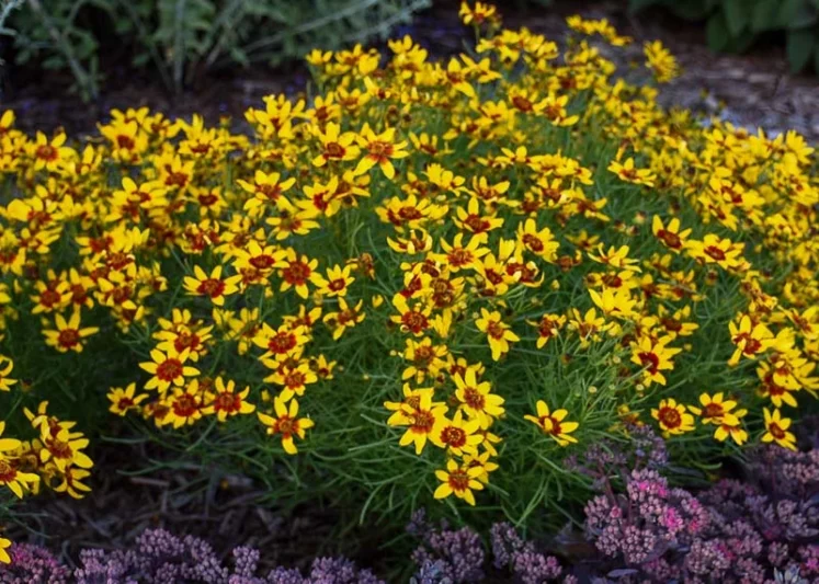 Coreopsis Verticillata 'Curry Up', Threadleaf Coreopsis 'Curry Up', Whorled Coreopsis 'Curry Up', Coreopsis 'Curry Up', Tickseed 'Curry Up', Sizzle & Spice Series, Drought tolerant plants, Yellow Coreopsis, Yellow Flowers