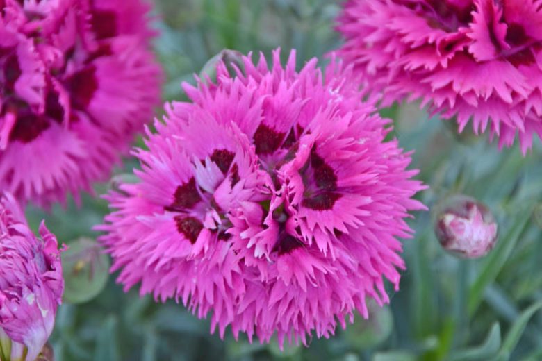 Dianthus 'Spiked Punch', Pink 'Spiked Punch', Spiked Punch Pink, Fruit Punch Series, Pink Flowers, Pink Dianthus, Pink Garden Pink, Red Flowers, Red Dianthus, Red Garden Pinks