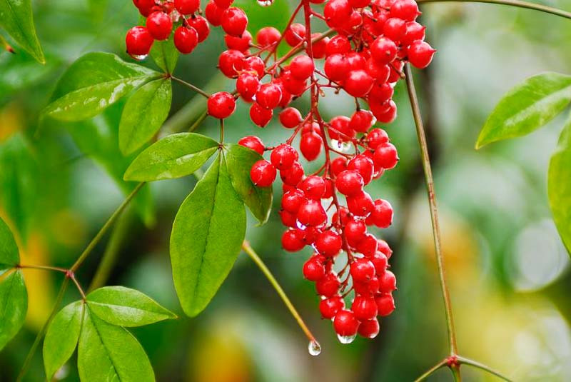Nandina Domestica, Heavenly Bamboo, Sacred Bamboo, Nandina, Chinese Sacred Bamboo, Evergreen Shrubs, Shrubs with berries