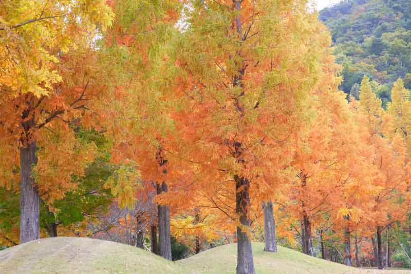 Metasequoia glyptostroboides, Dawn Redwood, Water Fir, Deciduous Conifer, Tree with fall color, Fall color, Attractive bark Tree, Red leaves, Yellow Leaves