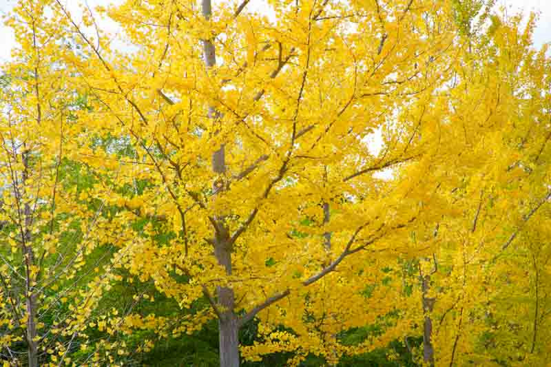 Ginkgo biloba,Maidenhair Tree, Fossil Tree, Icho, Fall color, Yellow leaves, Conifer tree,