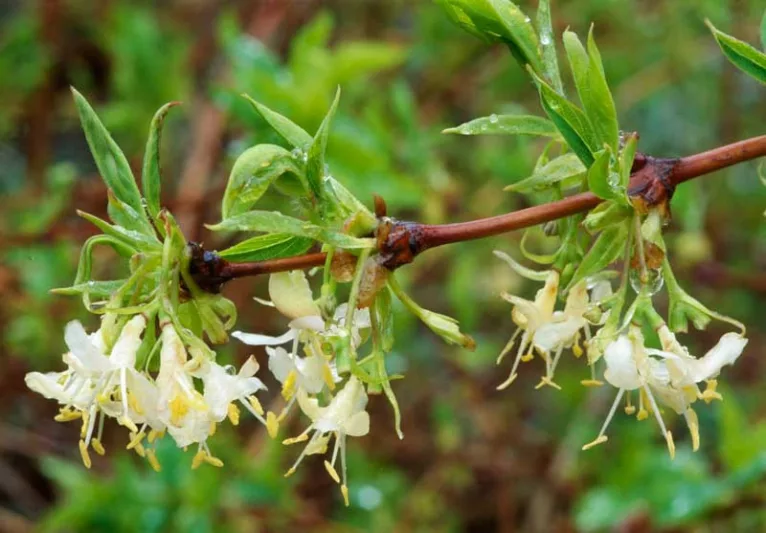 Chimonanthus praecox 'Grandiflorus', Wintersweet 'Grandiflorus', Large-Flowered Wintersweet', Yellow Flowers,  Winter Flowers