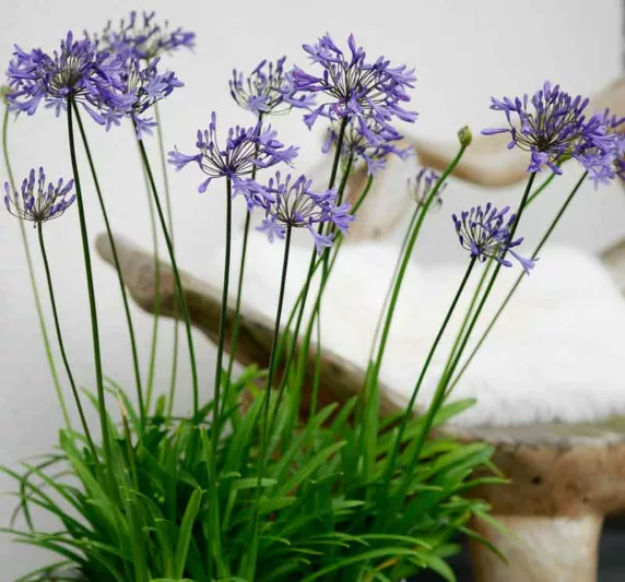 Agapanthus 'Donau', African Lily 'Donau', Lily of the Nile 'Donau', Agapanthus 'Danube', Agapanthus Danube, Blue flower, purple flower, Blue Agapanthus