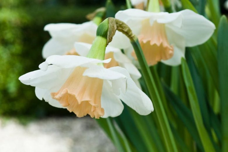 Narcissus Passionale, Daffodil 'Passionale', Large-Cupped Daffodil 'Passionale', Large-Cupped Daffodils, Spring Bulbs, Spring Flowers, Narcisse Passionale, Large-cupped Daffodil, Narcisse grande couronne, early spring daffodil, mid spring daffodil