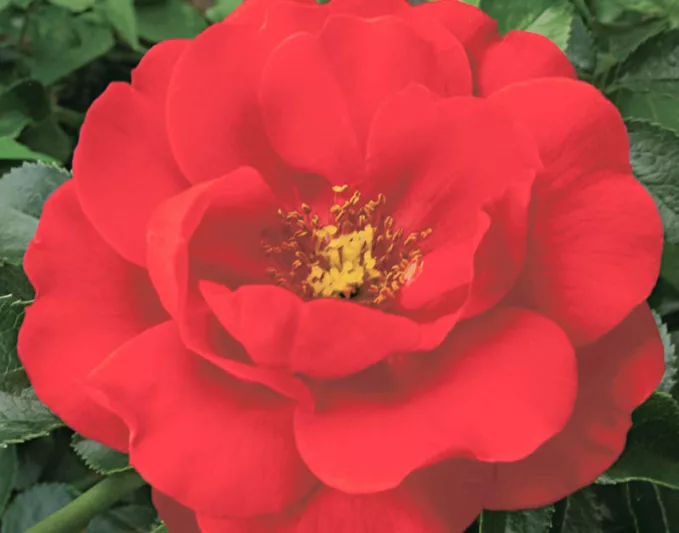 Rose 'Flower Carpet Scarlet', Rosa 'Flower Carpet Scarlet', Groundcover Roses, Red roses