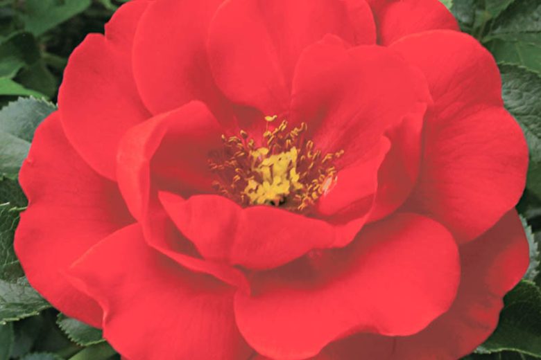 Rose 'Flower Carpet Scarlet', Rosa 'Flower Carpet Scarlet', Groundcover Roses, Red roses
