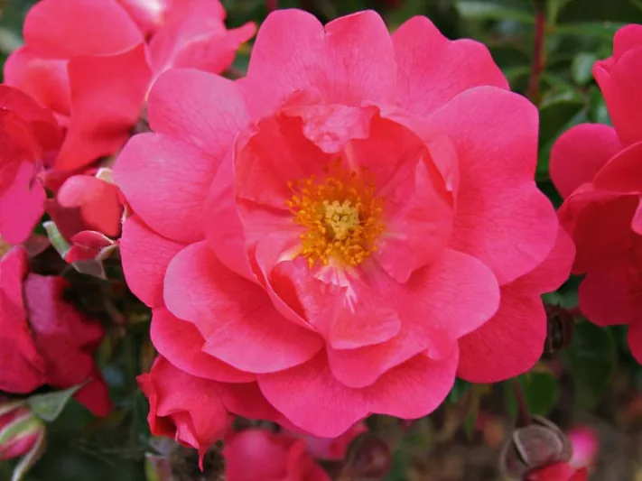 Rose 'Flower Carpet Pink Supreme', Rose 'Flower Carpet Pink', Groundcover Roses, Pink roses