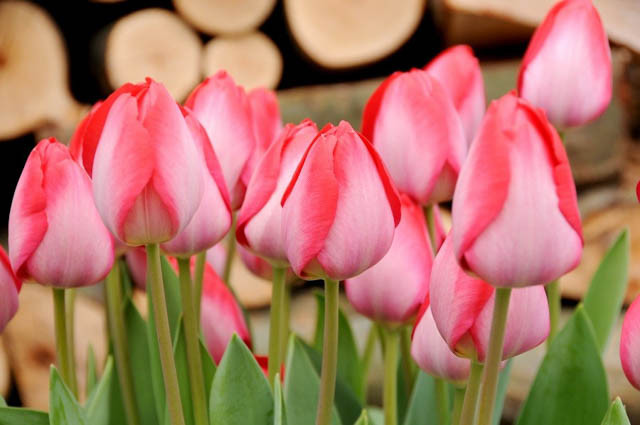 Tulipa 'Gander's Rhapsody',Tulip 'Gander's Rhapsody', Triumph Tulip 'Gander's Rhapsody', Triumph Tulips, Spring Bulbs, Spring Flowers, Pink Tulip, Bicolor Tulip