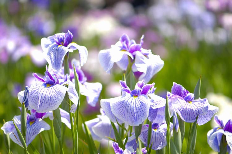 Iris Ensata, Japanese Iris, Japanese Flag,Japanese Iris best varieties, Japanese Water Iris, Iris kaempferi, Sword-Leaved Iris