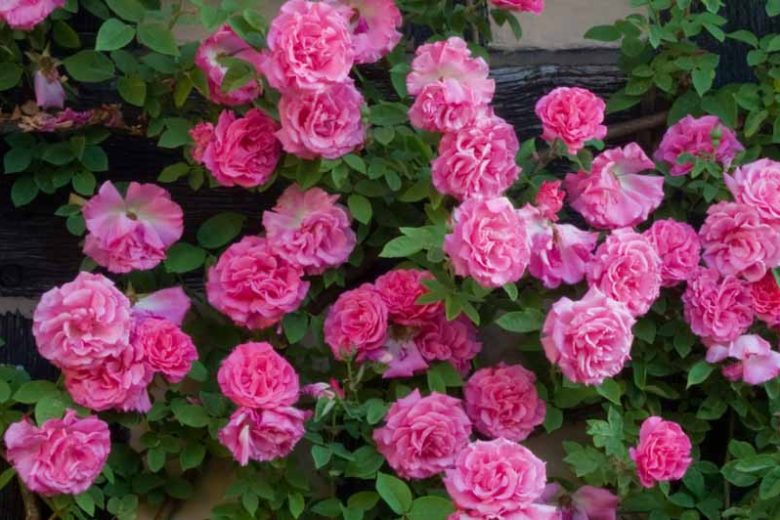 Rose 'Zéphirine Drouhin'', 'Zéphirine Drouhin'', Rosa 'Zéphirine Drouhin', Climbing Rose 'Zéphirine Drouhin', Climbing Roses, Bourbon Roses, Pink roses, fragrant roses, Shrub roses, Rose bushes, Garden Roses